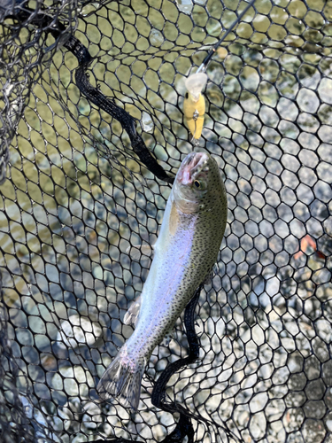 ニジマスの釣果