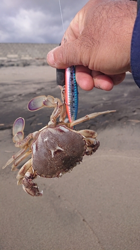 ワタリガニの釣果