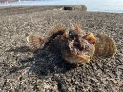 トウベツカジカの釣果
