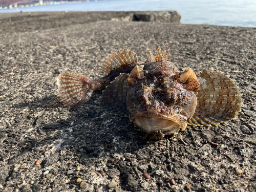 トウベツカジカの釣果