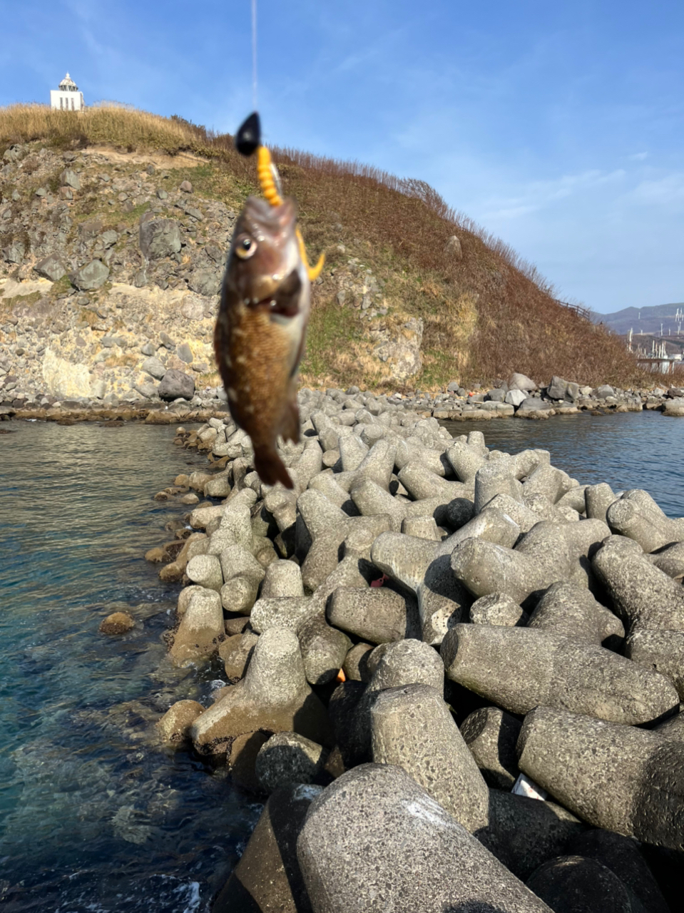 トウベツカジカ