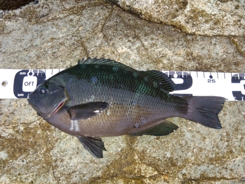 クチブトグレの釣果