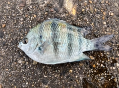 オヤビッチャの釣果