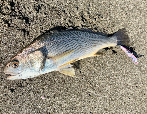 ニベの釣果