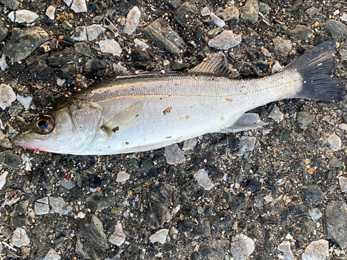 フッコ（マルスズキ）の釣果