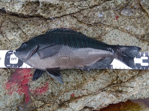 クチブトグレの釣果