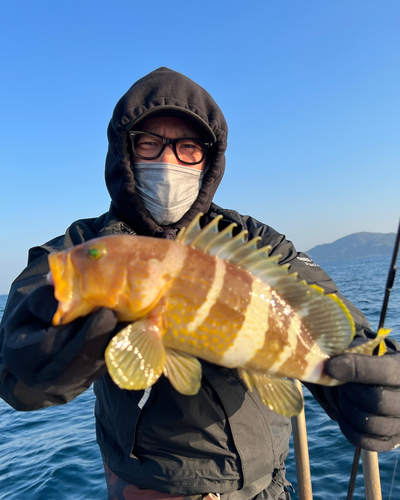 アオハタの釣果