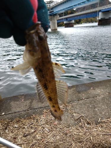 ハゼの釣果