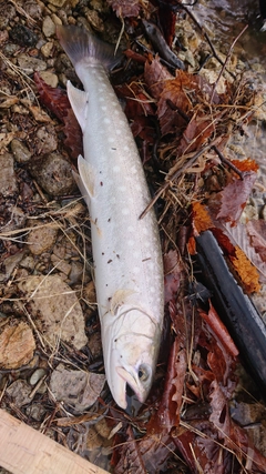 アメマスの釣果