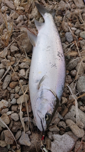 糠平湖で釣れたサクラマスの釣り・釣果情報 - アングラーズ