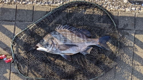 クロダイの釣果