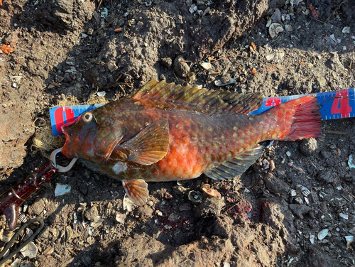 ブダイの釣果