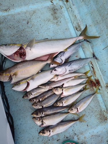 ハマチの釣果