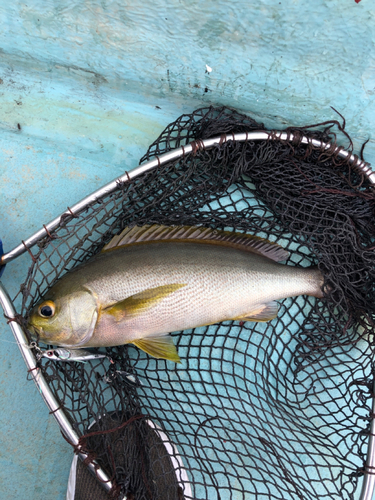 イサキの釣果