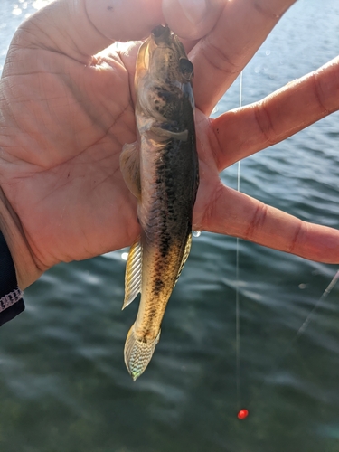 マハゼの釣果