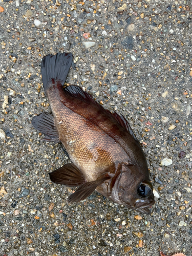 メバルの釣果