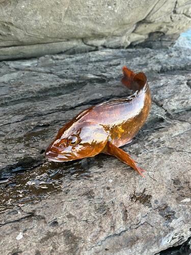 アイナメの釣果