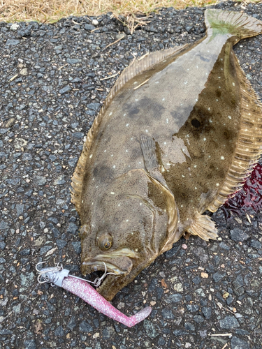 ヒラメの釣果