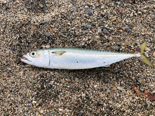 サバの釣果