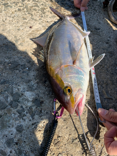 シオの釣果