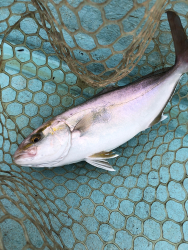 カンパチの釣果