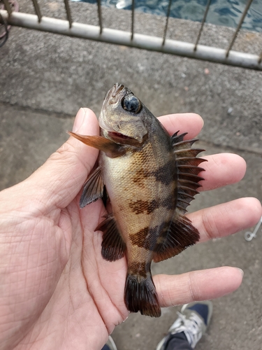 クロメバルの釣果