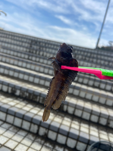 イソギンポの釣果