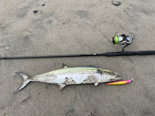 サワラの釣果