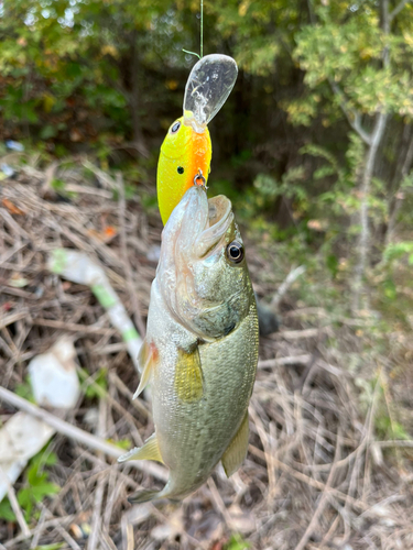 ブラックバスの釣果