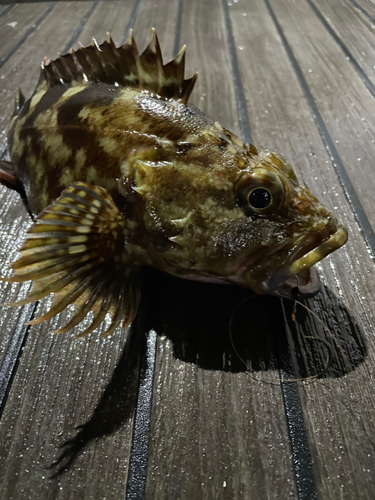 ガシラの釣果