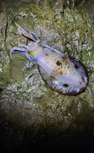 モイカの釣果