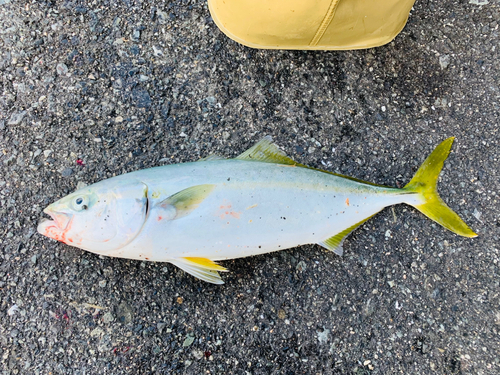 ハマチの釣果