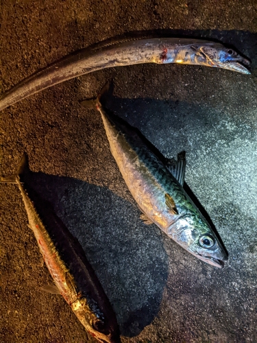 マサバの釣果