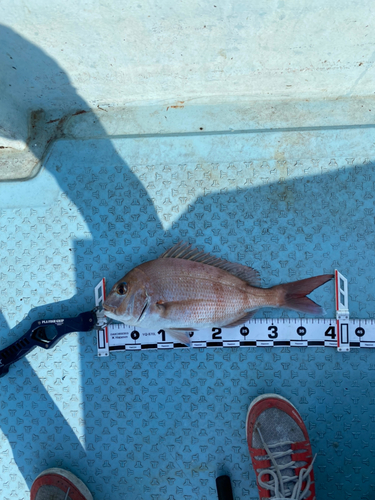 マダイの釣果