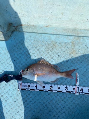 マダイの釣果