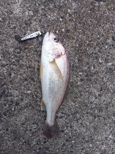 イシモチの釣果