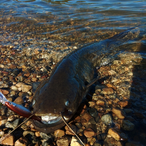 ナマズの釣果