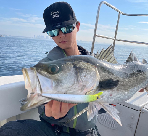 シーバスの釣果