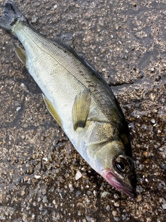 ハネ（マルスズキ）の釣果