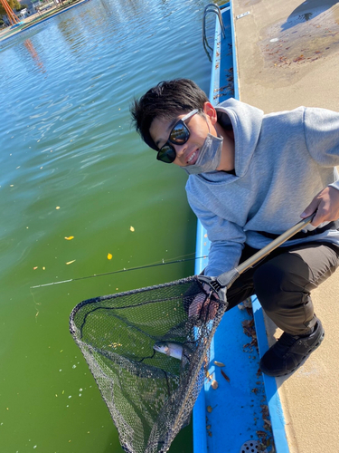 ニジマスの釣果