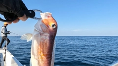 アマダイの釣果