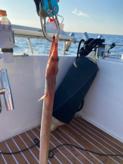 ダイナンウミヘビの釣果