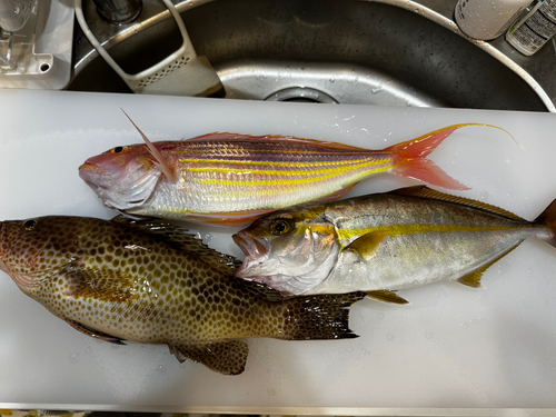 イトヨリダイの釣果