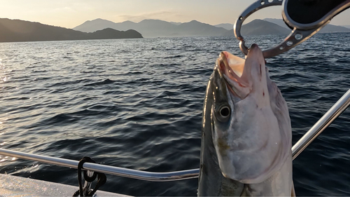 ハマチの釣果