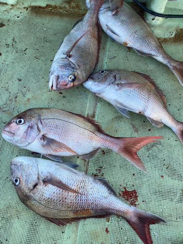 マダイの釣果