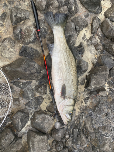 ヒラスズキの釣果