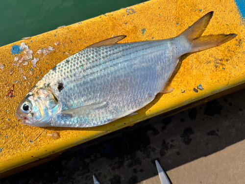 リュウキュウドロクイの釣果