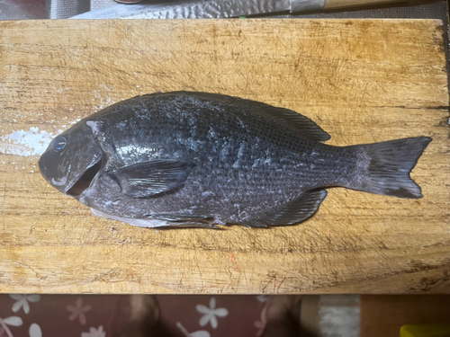 クチブトグレの釣果