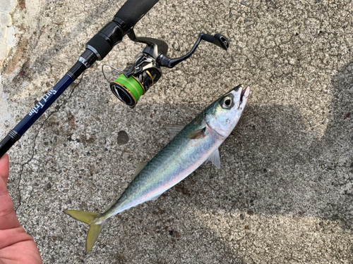 マサバの釣果