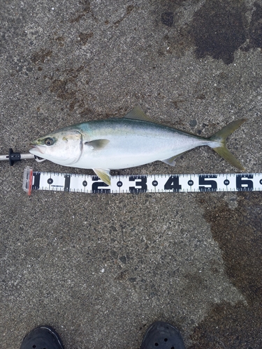 メジロの釣果